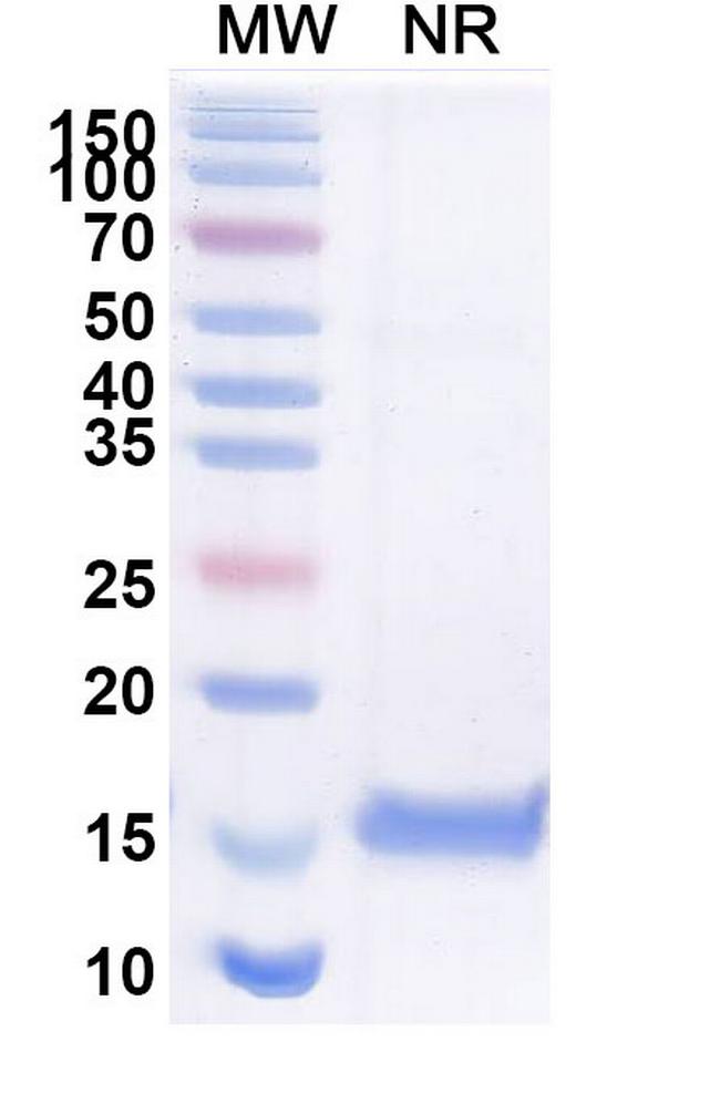 Nectin 2 VHH-8His-Cys-tag Antibody in SDS-PAGE (SDS-PAGE)
