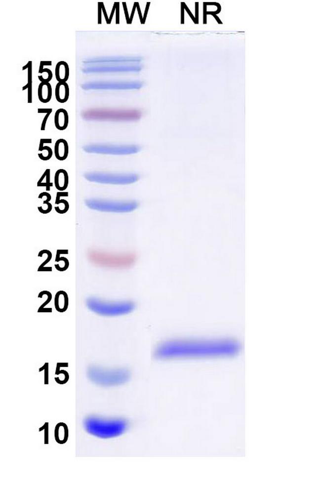 Nectin 2 VHH-8His-Cys-tag Antibody in SDS-PAGE (SDS-PAGE)