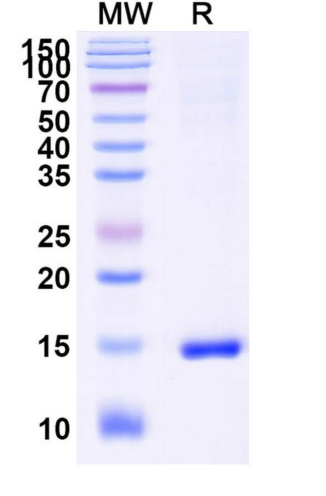 Caspase 3 VHH-8His-Cys-tag Antibody in SDS-PAGE (SDS-PAGE)