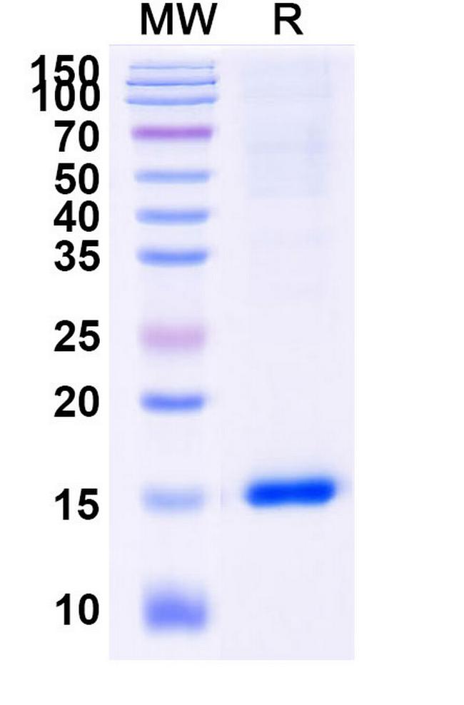 Caspase 3 VHH-8His-Cys-tag Antibody in SDS-PAGE (SDS-PAGE)