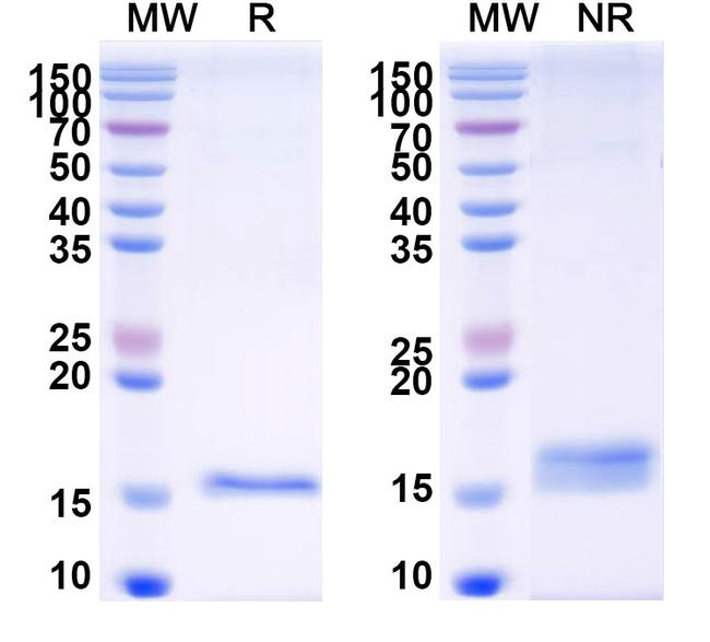 Galectin 7 VHH-8His-Cys-tag Antibody in SDS-PAGE (SDS-PAGE)