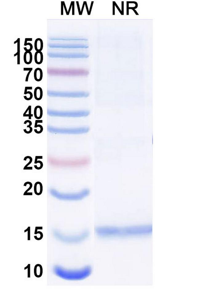 Huntingtin VHH-8His-Cys-tag Antibody in SDS-PAGE (SDS-PAGE)