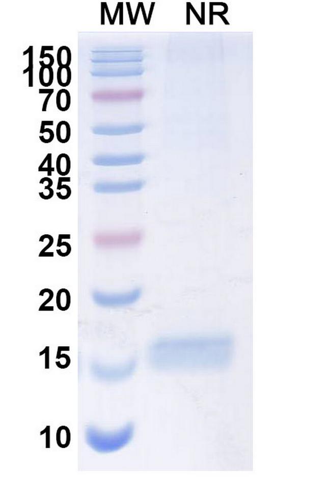 Huntingtin VHH-8His-Cys-tag Antibody in SDS-PAGE (SDS-PAGE)