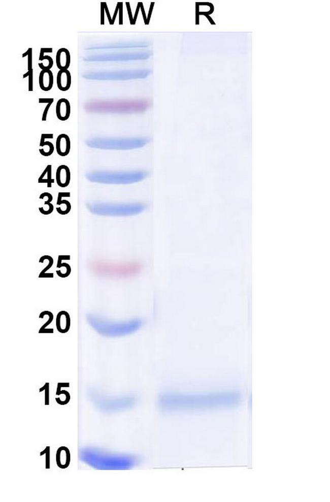 Tau VHH-8His-Cys-tag Antibody in SDS-PAGE (SDS-PAGE)