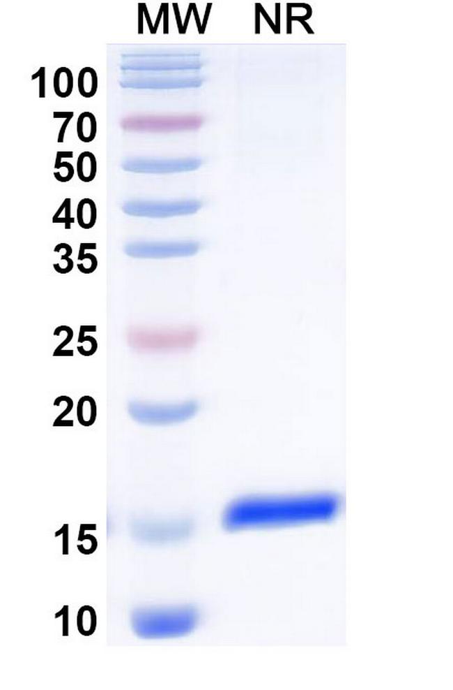CD32 VHH-8His-Cys-tag Antibody in SDS-PAGE (SDS-PAGE)