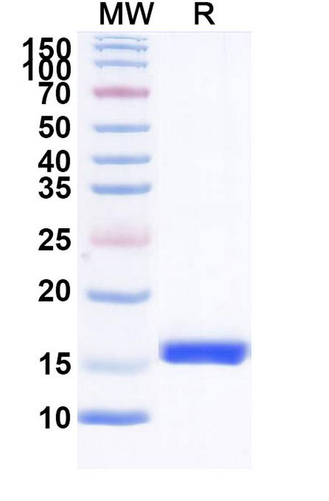 CD45 VHH-8His-Cys-tag Antibody in SDS-PAGE (SDS-PAGE)