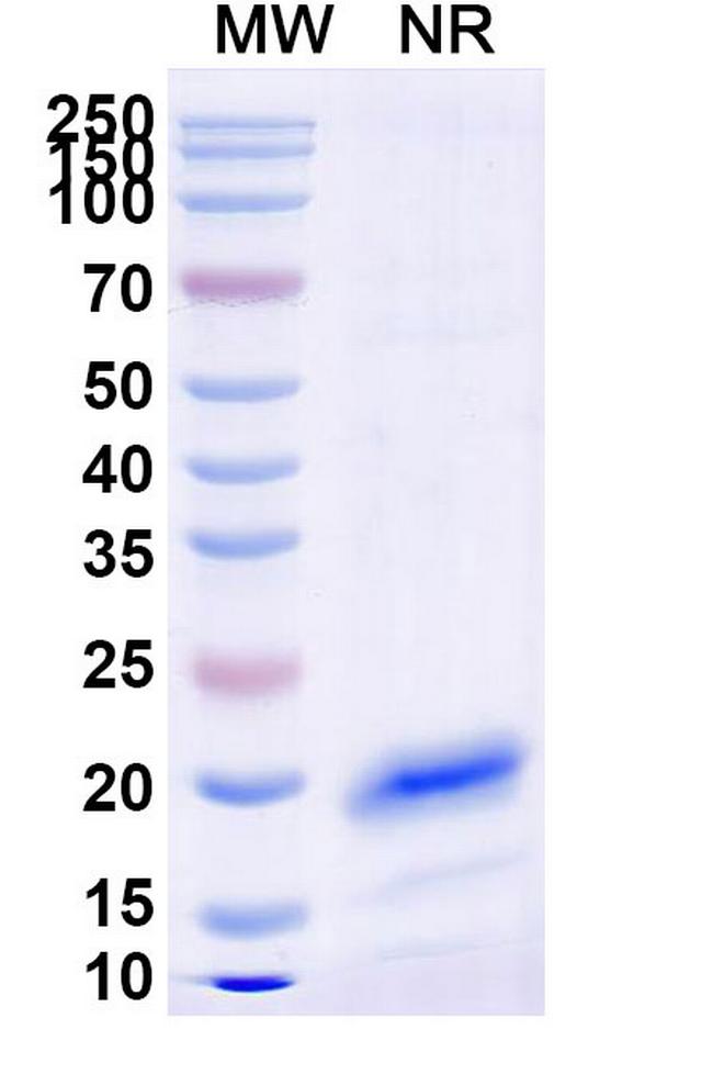 CD45 VHH-8His-Cys-tag Antibody in SDS-PAGE (SDS-PAGE)