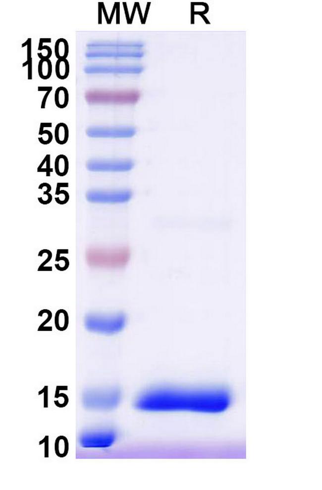 HTR3A VHH-8His-Cys-tag Antibody in SDS-PAGE (SDS-PAGE)