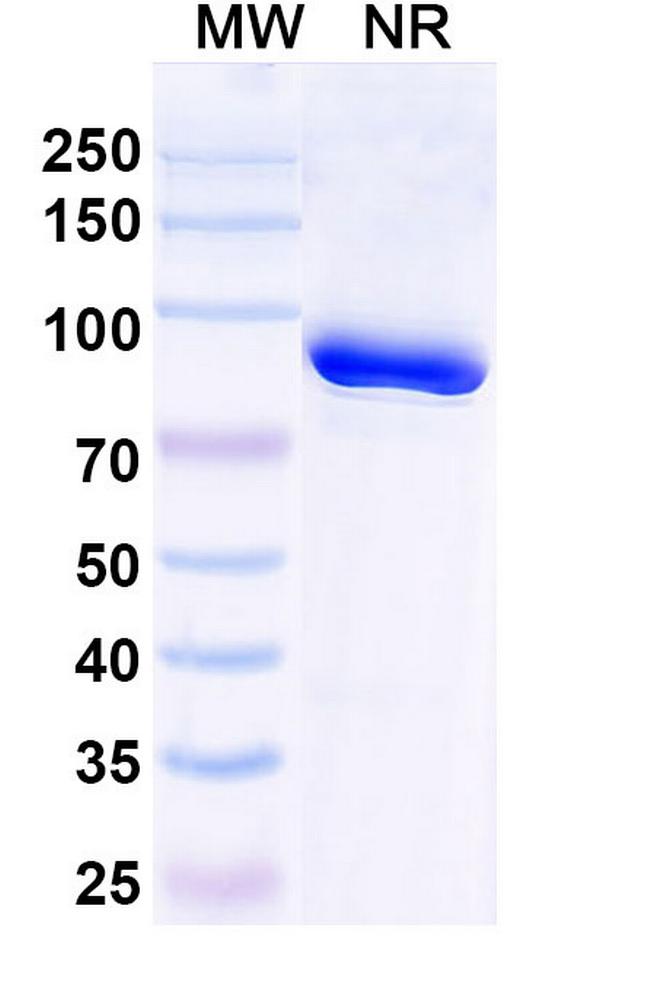 Trastuzumab Idiotypic Antibody in SDS-PAGE (SDS-PAGE)