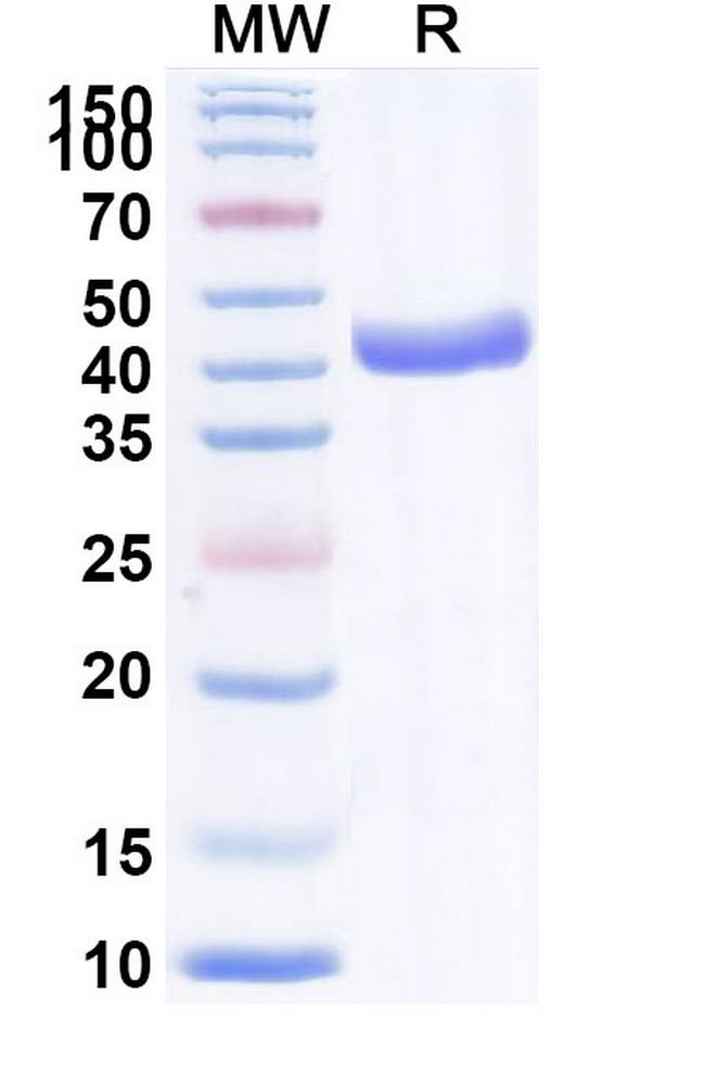 CXCL11 Antibody in SDS-PAGE (SDS-PAGE)