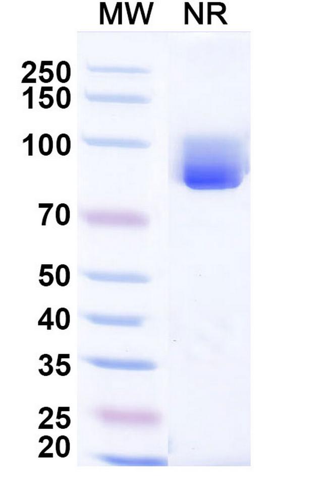 CCL3 Antibody in SDS-PAGE (SDS-PAGE)