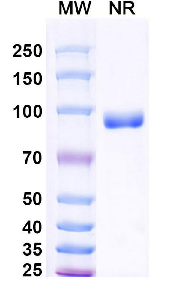 SFTPA1 Antibody in SDS-PAGE (SDS-PAGE)