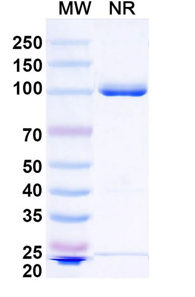 ADAM12 Antibody in SDS-PAGE (SDS-PAGE)