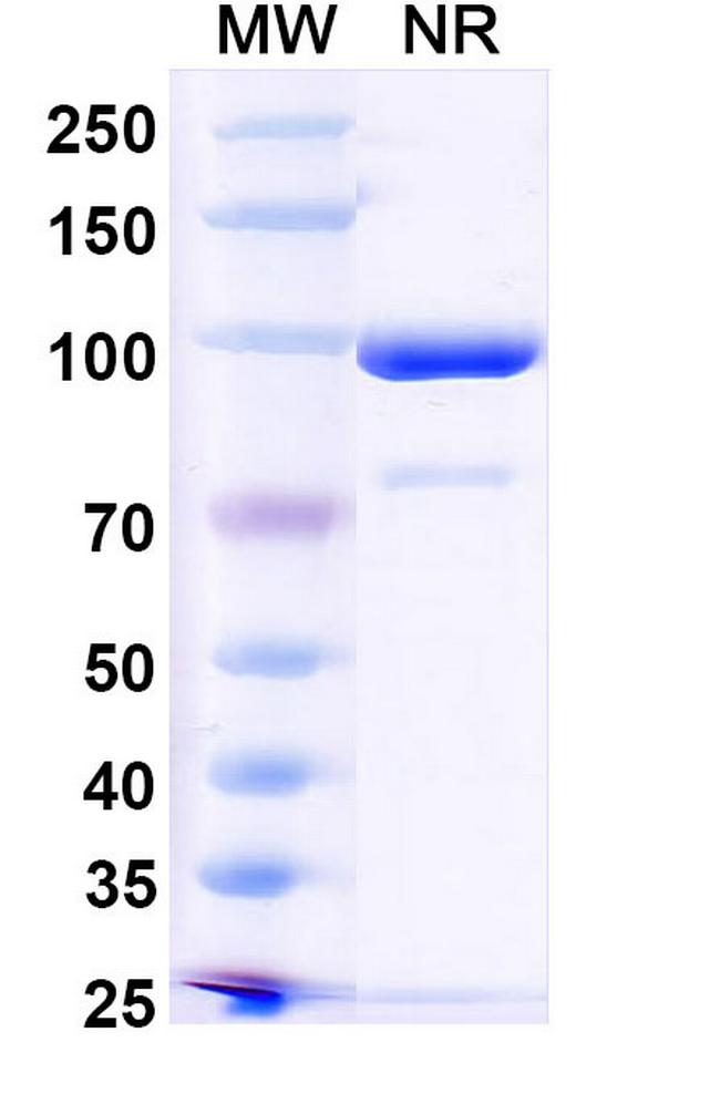 CD254 (RANK Ligand) Antibody in SDS-PAGE (SDS-PAGE)