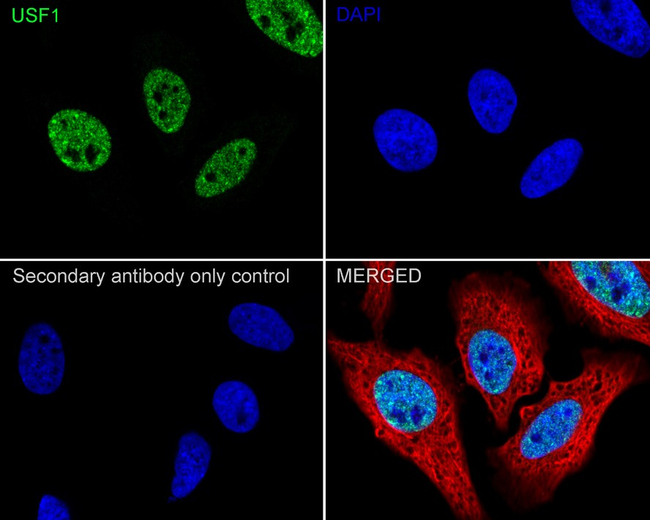USF1 Antibody in Immunocytochemistry (ICC/IF)