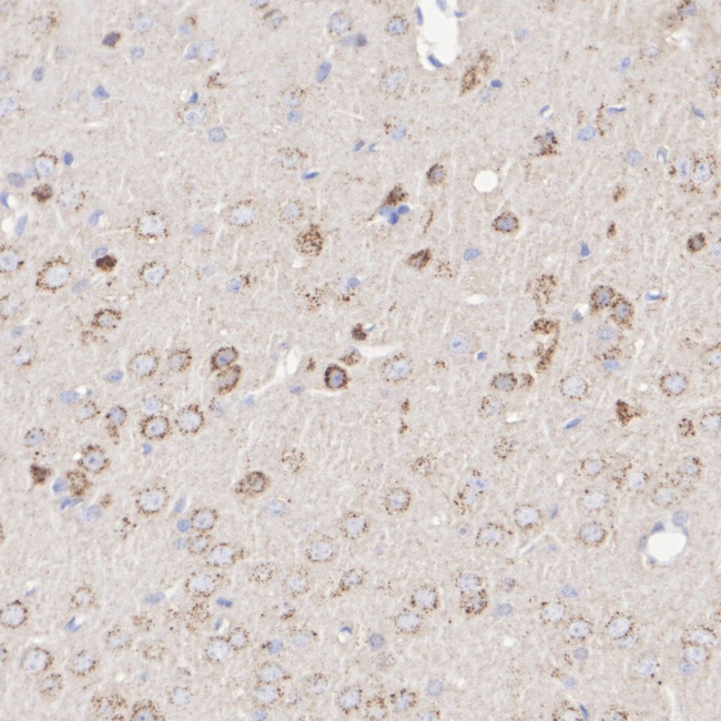 TRPML1 Antibody in Immunohistochemistry (Paraffin) (IHC (P))