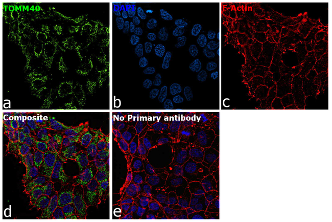 TOMM40 Antibody in Immunocytochemistry (ICC/IF)