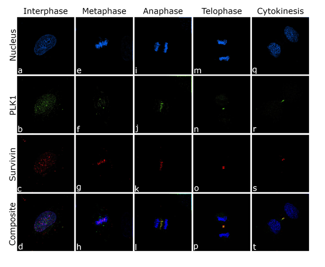 PLK1 Antibody in Immunocytochemistry (ICC/IF)