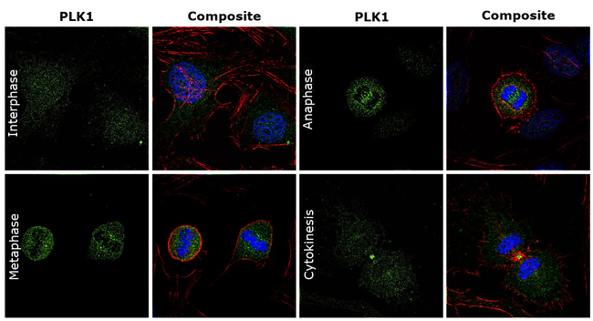 PLK1 Antibody in Immunocytochemistry (ICC/IF)