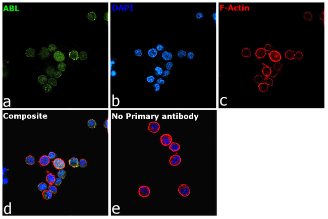 c-Abl Antibody in Immunocytochemistry (ICC/IF)