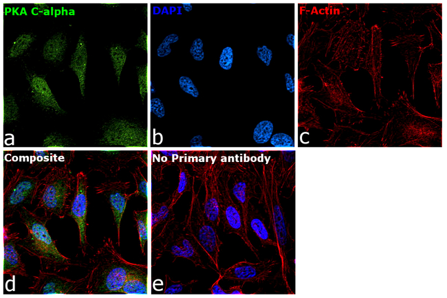 PKA alpha (catalytic subunit) Antibody in Immunocytochemistry (ICC/IF)