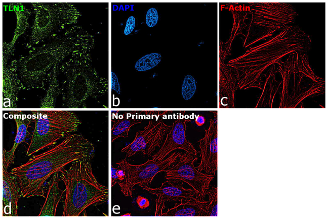 Talin 1 Antibody in Immunocytochemistry (ICC/IF)