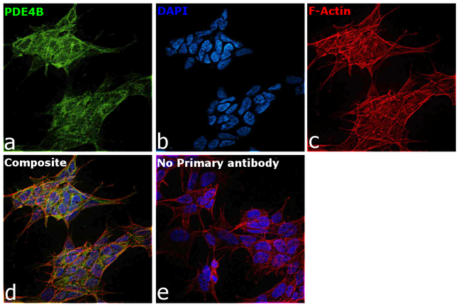 PDE4B Antibody in Immunocytochemistry (ICC/IF)