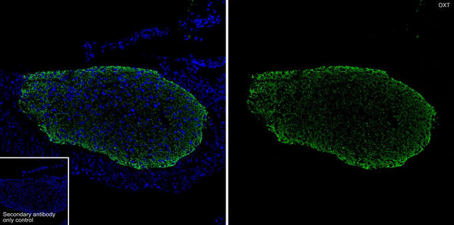 Oxytocin/Neurophysin I Antibody in Immunohistochemistry (Paraffin) (IHC (P))