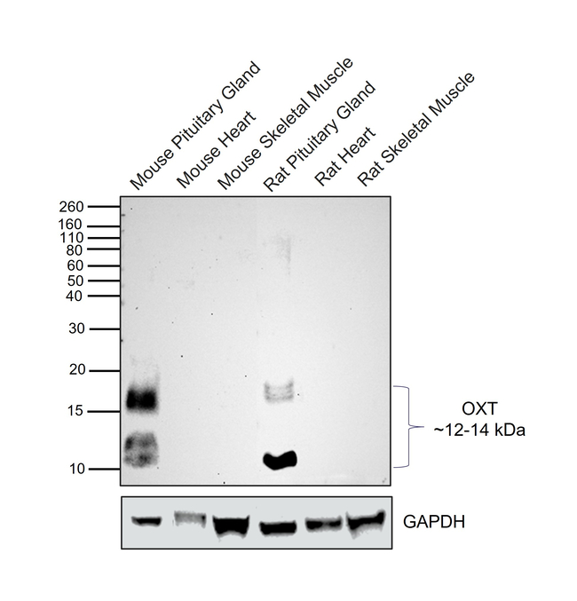 Oxytocin/Neurophysin I Recombinant Rabbit Monoclonal Antibody (PSH08-24 ...