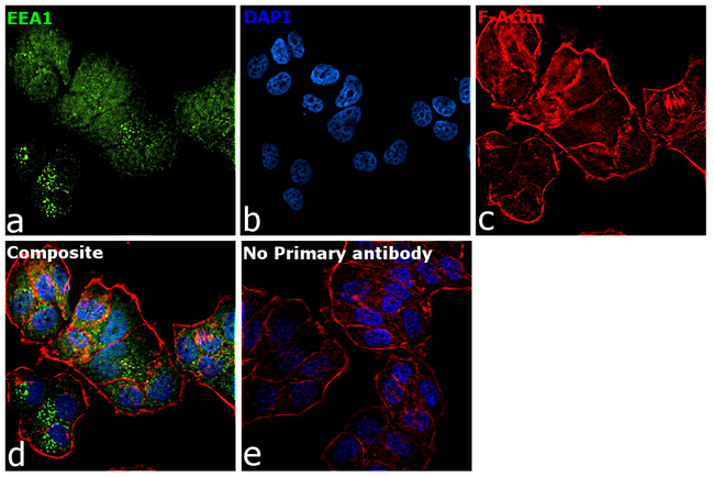 EEA1 Antibody in Immunocytochemistry (ICC/IF)