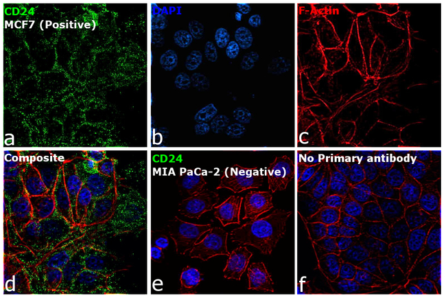 CD24 Antibody in Immunocytochemistry (ICC/IF)