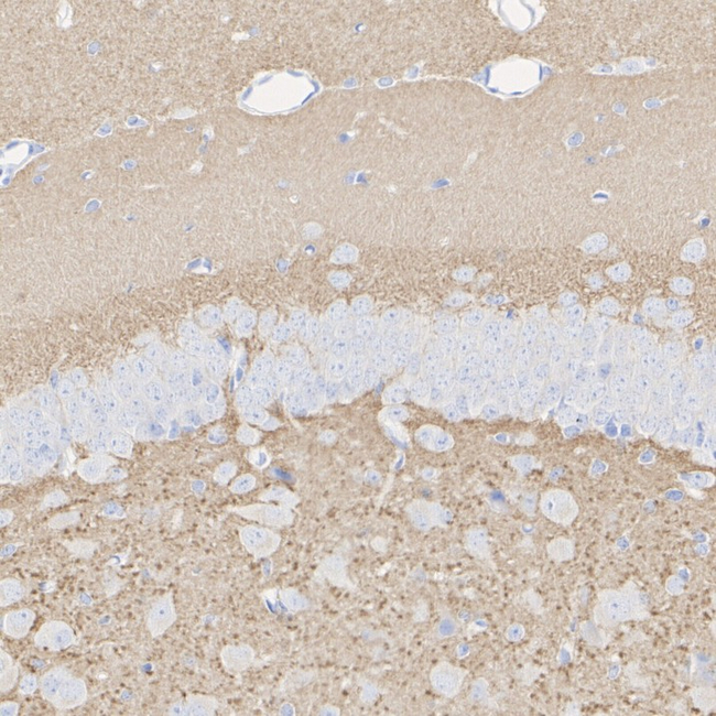 VGLUT1 Antibody in Immunohistochemistry (Paraffin) (IHC (P))