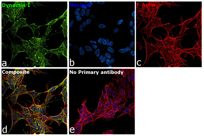 Dynactin 1 Antibody in Immunocytochemistry (ICC/IF)