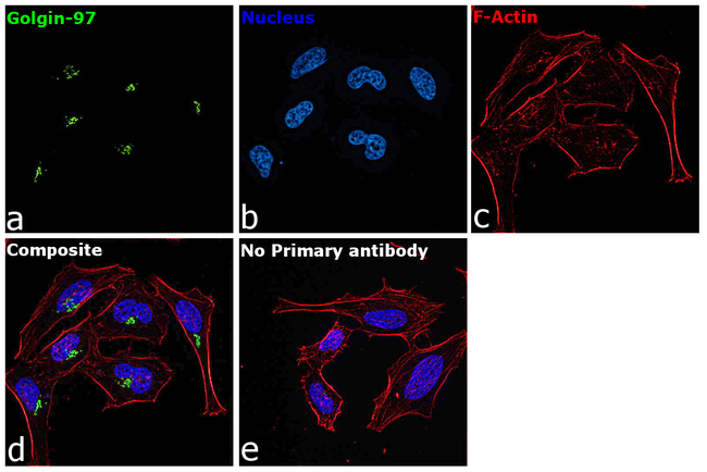 Golgin-97 Antibody in Immunocytochemistry (ICC/IF)