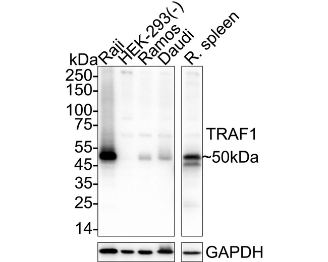 TRAF1 Antibody in Western Blot (WB)