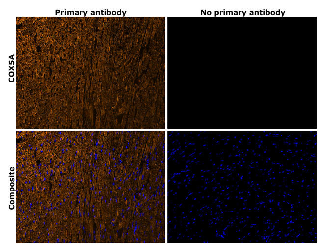 COX5A Antibody in Immunohistochemistry (Paraffin) (IHC (P))