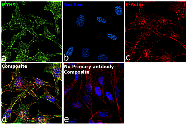 MYH9 Antibody in Immunocytochemistry (ICC/IF)