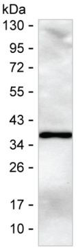 PCNA Antibody in Western Blot (WB)