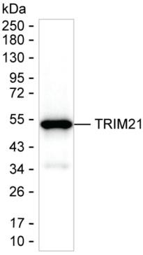 TRIM21 Antibody in Western Blot (WB)