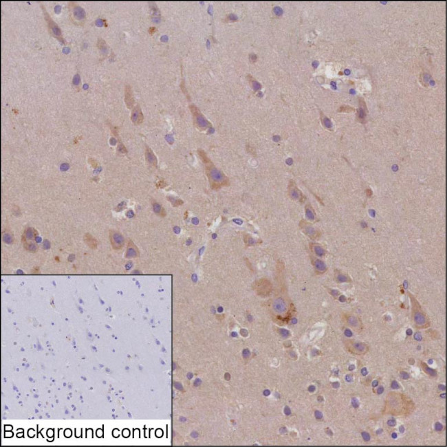 VAChT Antibody in Immunohistochemistry (Paraffin) (IHC (P))