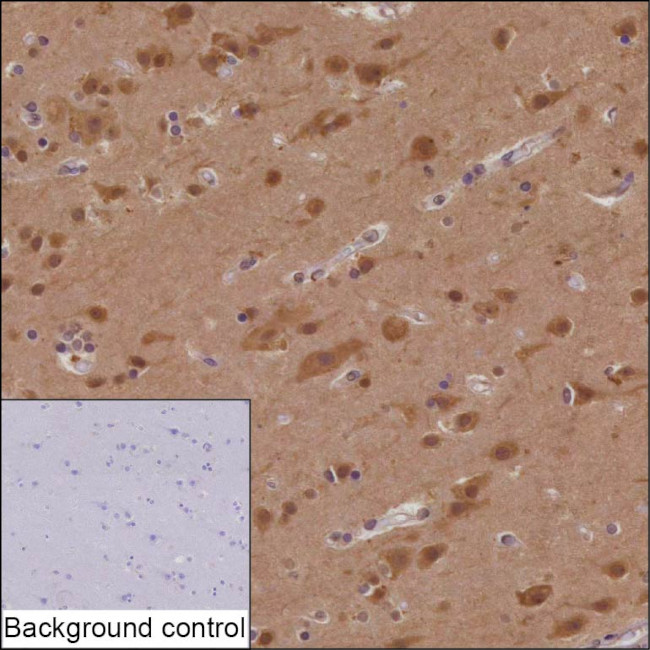 SAP102 Antibody in Immunohistochemistry (Paraffin) (IHC (P))