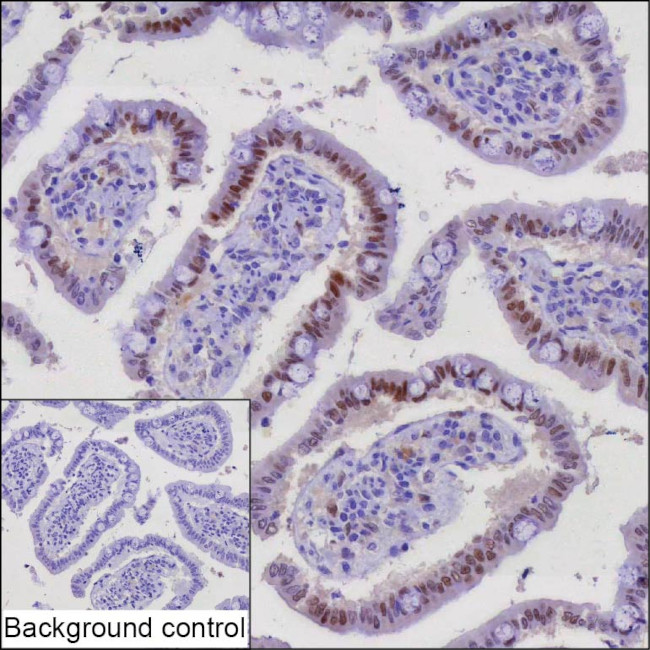 c-Fos Antibody in Immunohistochemistry (Paraffin) (IHC (P))