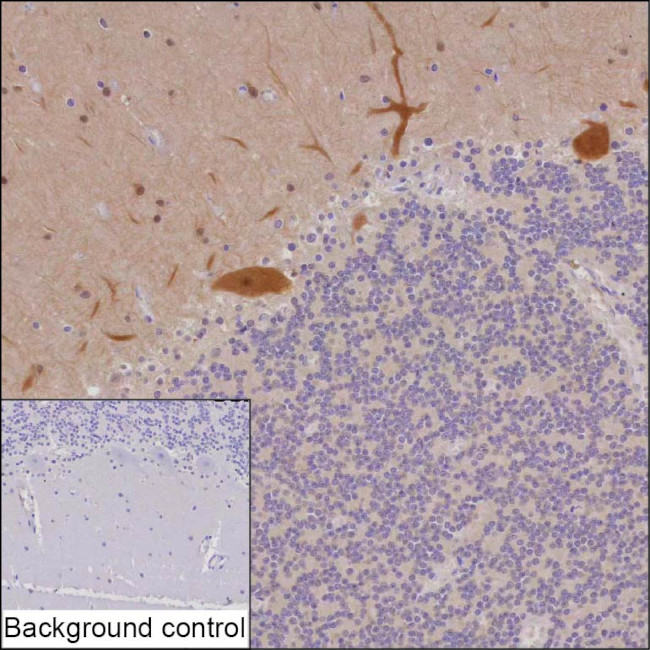 PSD-95 Antibody in Immunohistochemistry (Paraffin) (IHC (P))