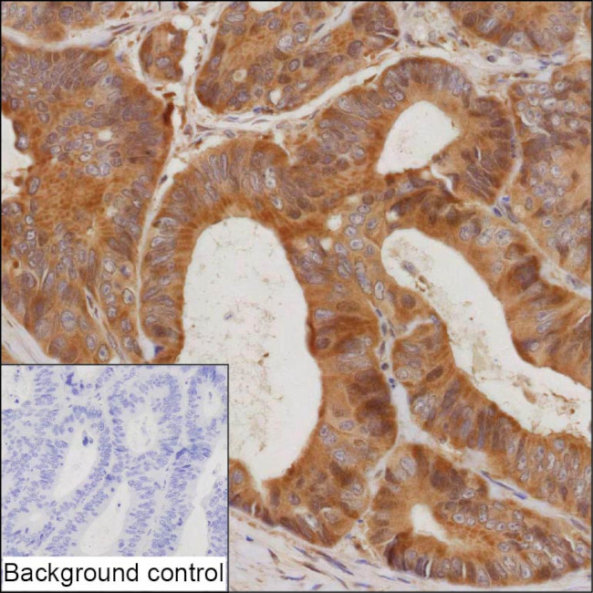 SIRT2 Antibody in Immunohistochemistry (Paraffin) (IHC (P))
