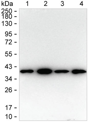 OLIG1 Antibody in Western Blot (WB)
