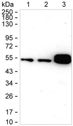 CaMKII alpha Antibody in Western Blot (WB)
