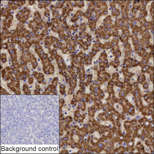ABAT Antibody in Immunohistochemistry (Paraffin) (IHC (P))