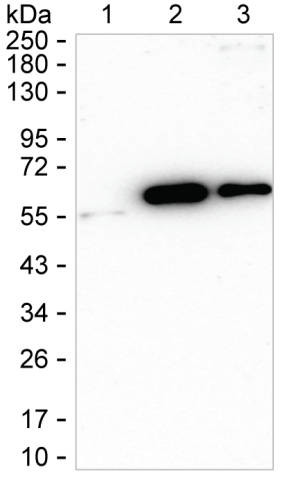 ACVR1 Antibody in Western Blot (WB)