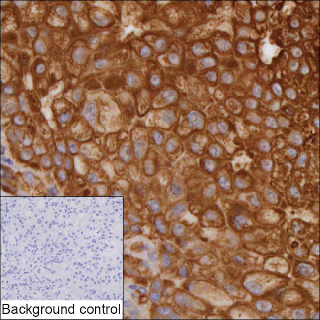 Aquaporin 1 Antibody in Immunohistochemistry (Paraffin) (IHC (P))
