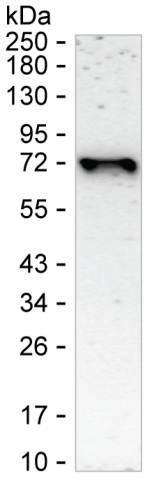 FOXC1 Antibody in Western Blot (WB)